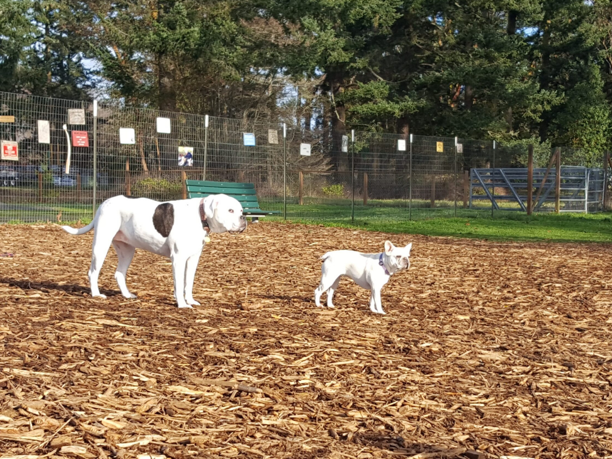 two white dogs at the dog park
