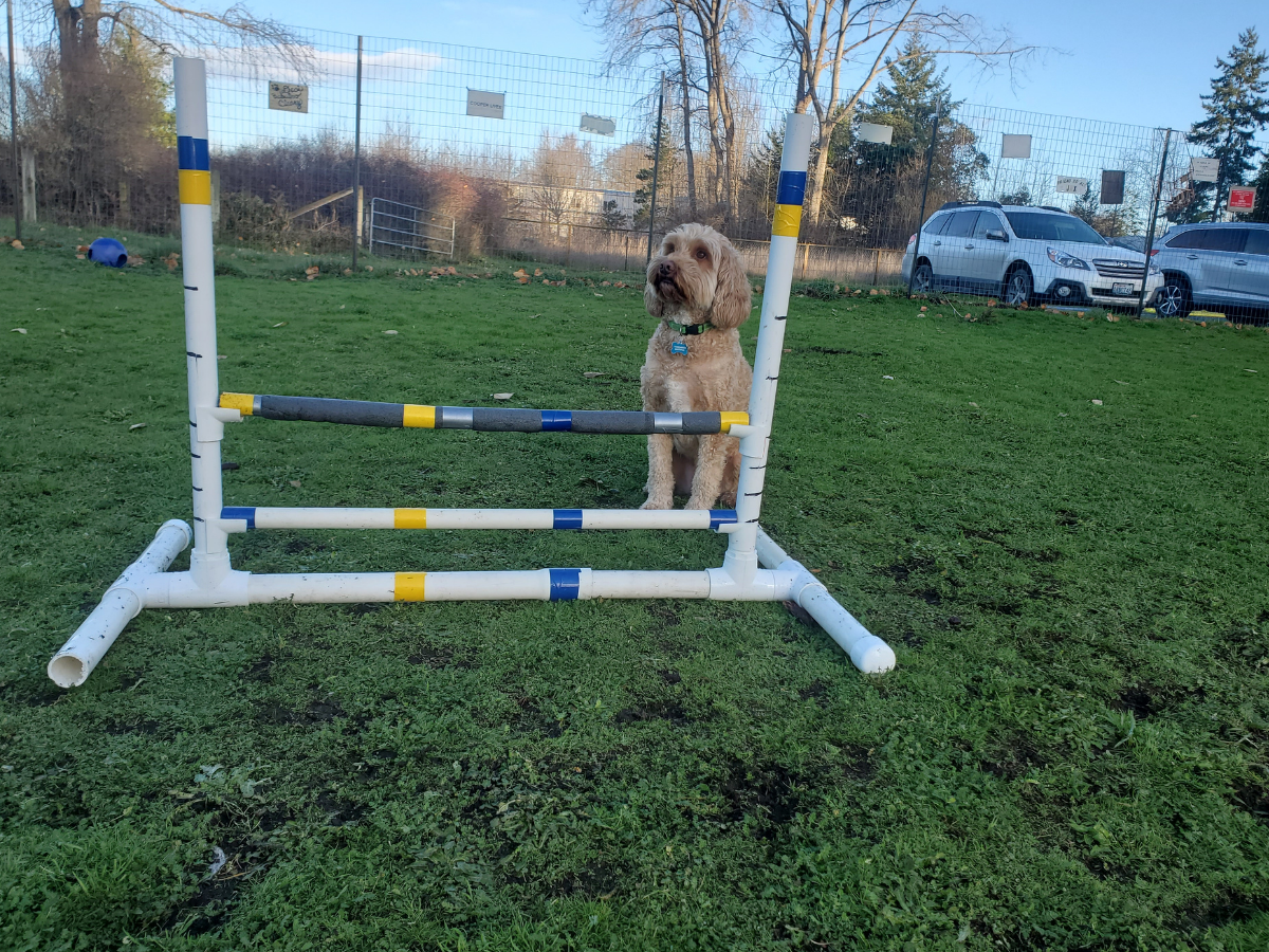 Dog Park dog playing at dog park with agility equipment